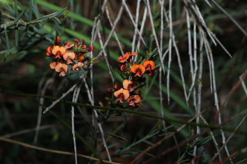 Daviesia ulicifolia, photograph 4