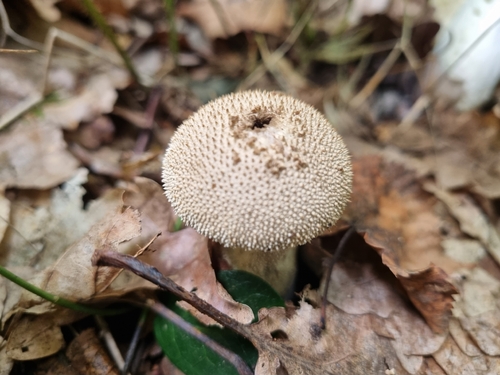 common puffball