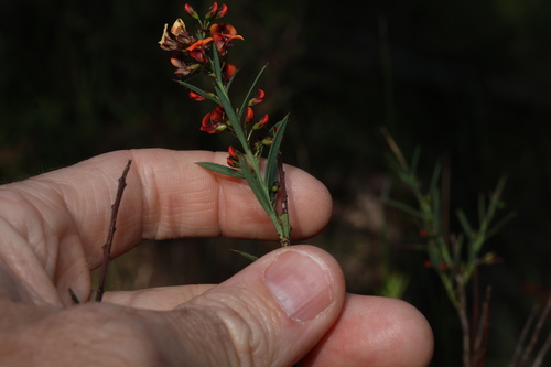Daviesia ulicifolia, photograph 6