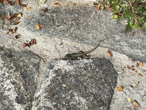 Common Wall Lizard