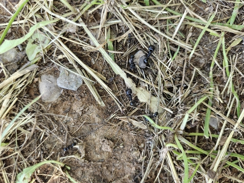 Barbary Harvester Ant