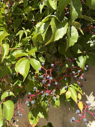 Virginia creeper