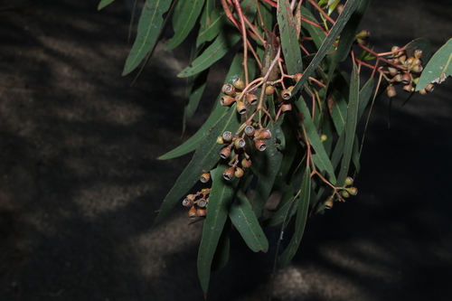 Eucalyptus fasciculosa, photograph 1