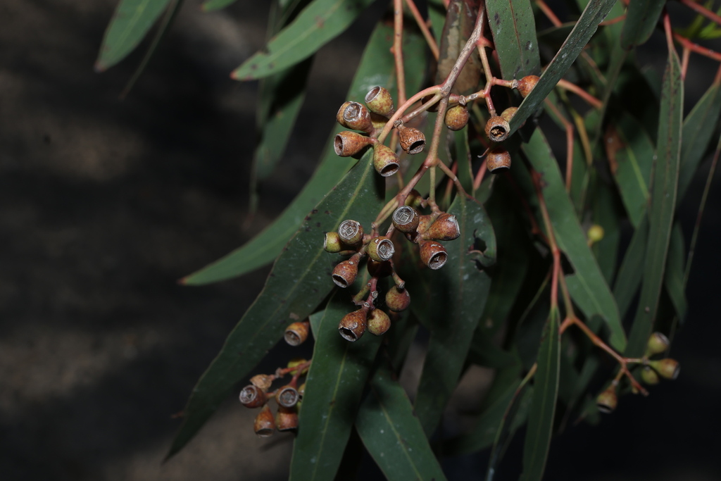Eucalyptus fasciculosa; photograph (c) Greg Tasney, some rights reserved (CC BY-SA)