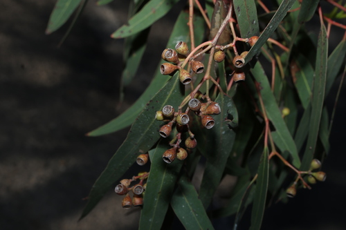 Eucalyptus fasciculosa
