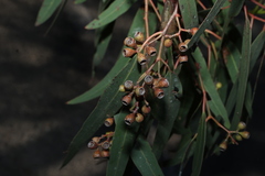Eucalyptus fasciculosa