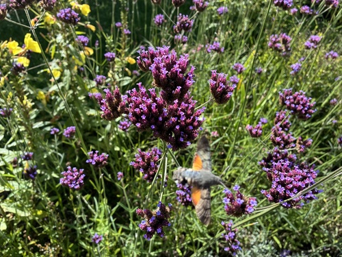 Eurasian Hummingbird Hawkmoth