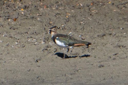 Northern Lapwing
