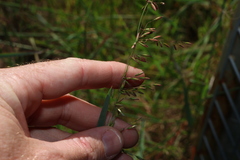 Ehrharta calycina, photograph (c) Greg Tasney, some rights reserved (CC BY-SA)