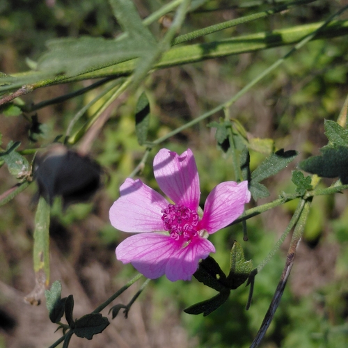 Althaea cannabina