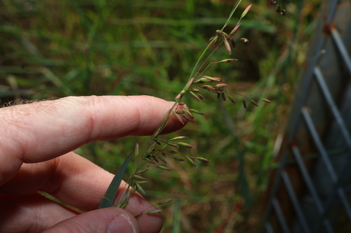 Ehrharta calycina, photograph 2