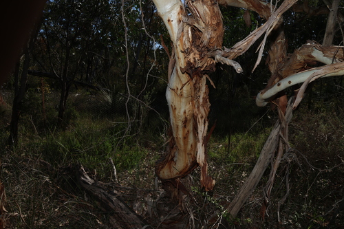 Eucalyptus fasciculosa, photograph 2