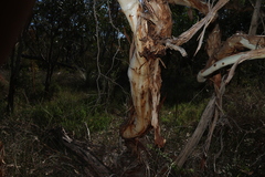 (c) Greg Tasney, some rights reserved (CC BY-SA) Eucalyptus fasciculosa, photograph (c) Greg Tasney, some rights reserved (CC BY-SA)