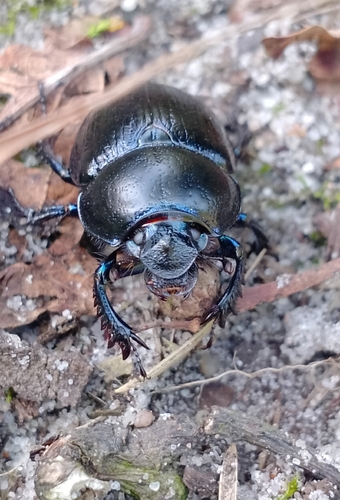 Woodland Dor Beetle