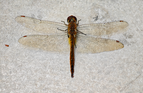 Wandering Glider