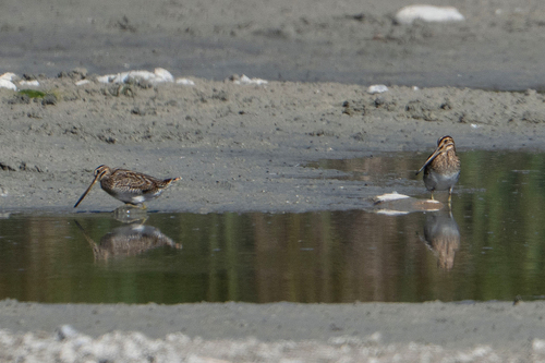 Common Snipe