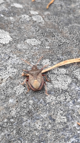 Spiny Shield Bug