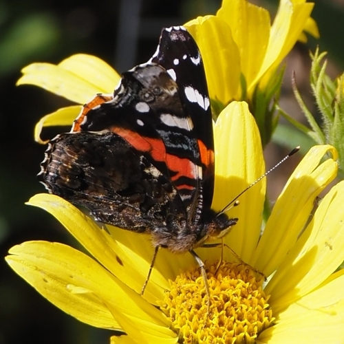 Red Admiral
