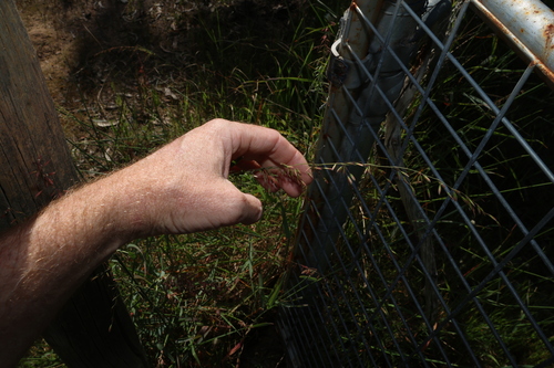 Ehrharta calycina, photograph 4