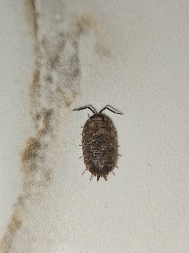 Common Rough Woodlouse