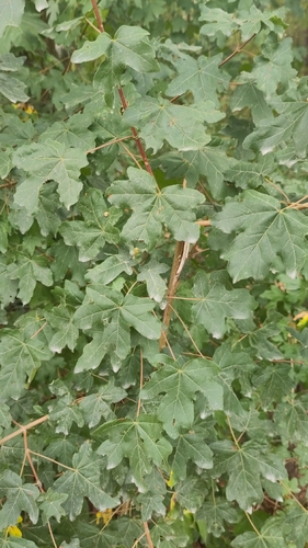 field maple