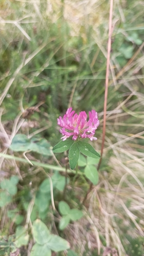 Red Clover