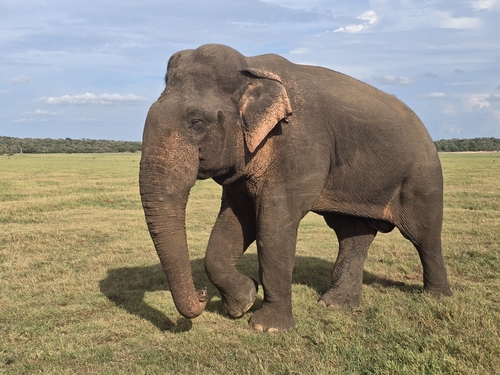 Sri Lankan Elephant