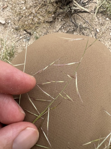 Bouteloua aristidoides, photograph 5
