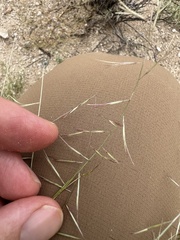Bouteloua aristidoides, photograph (c) Mark Pollock, some rights reserved (CC BY)