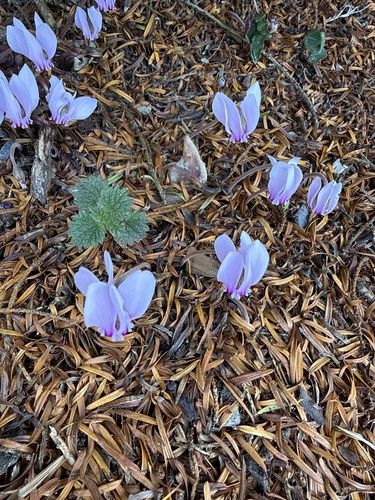 Ivy-leaved cyclamen