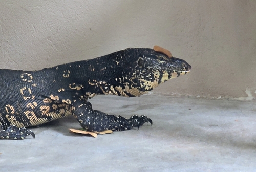 Sri Lankan Water Monitor