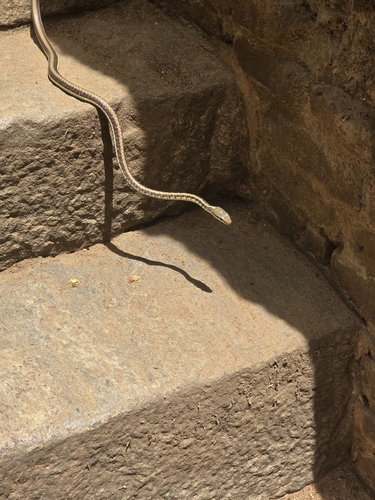 Common Bronzeback Tree Snake