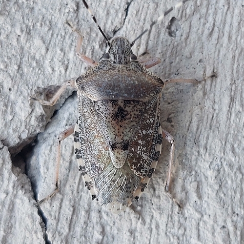 Mottled Stink Bug