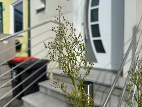 tropical horseweed