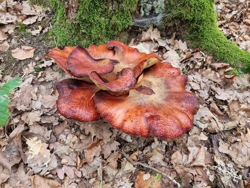 Beefsteak Polypore
