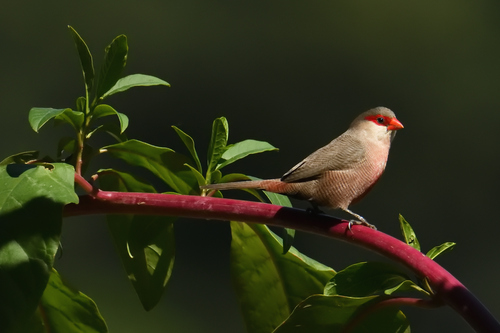 Common Waxbill