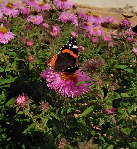Red Admiral