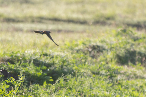 iNaturalist image