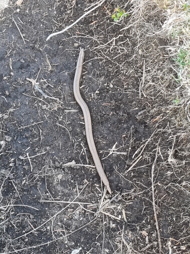 Italian Slowworm