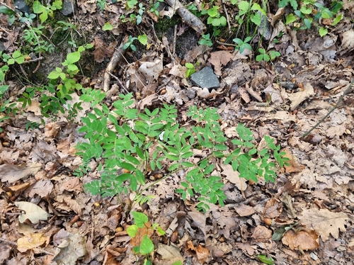 black pea