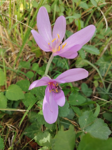 Autumn Crocus