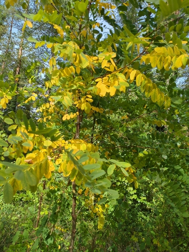 black locust