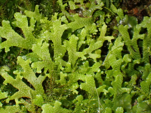 Sandea japonica observed 2026-09-20