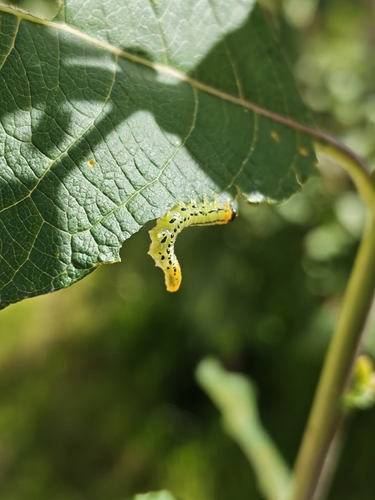 Lesser Willow Sawfly