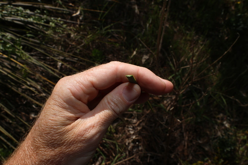Xanthorrhoea semiplana, photograph 2