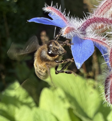 Western Honey Bee