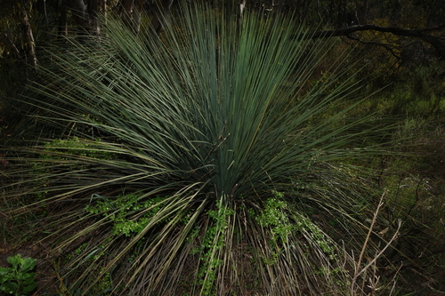 Xanthorrhoea semiplana, photograph 1