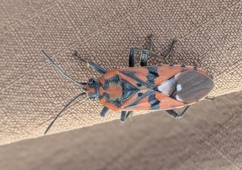 Indian Milkweed Bug