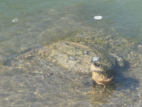 Common Snapping Turtle