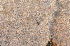 Hemigomphus comitatus